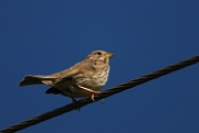 Corn bunting
